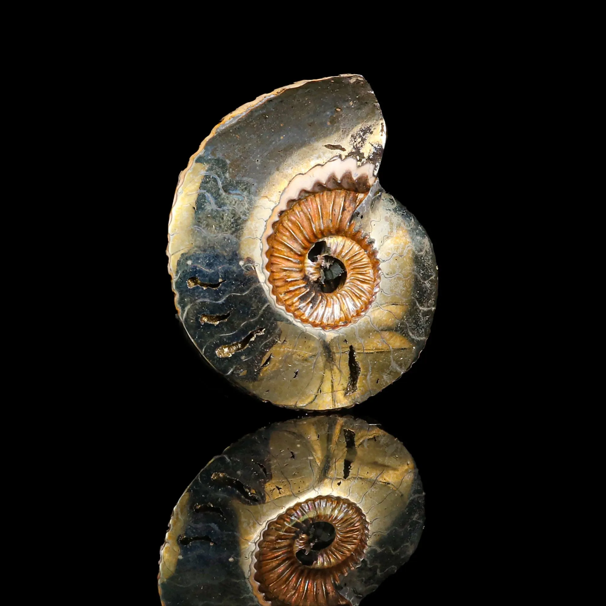 Pyritized Ammonite Natural Mineral Specimen - image 2