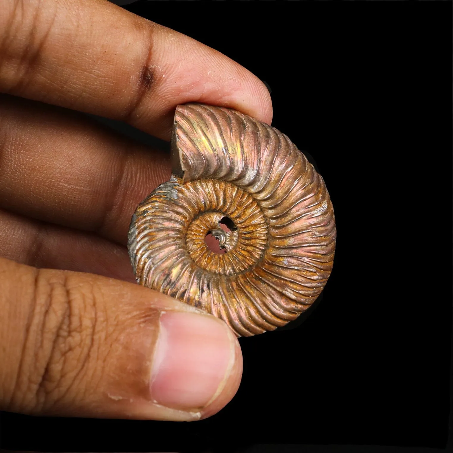 Pyritized Ammonite Natural Mineral Specimen - image 4