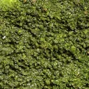 Pyromorphite - image 2