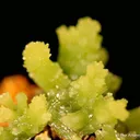 Pyromorphite - image 3