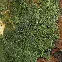 Pyromorphite - image 2