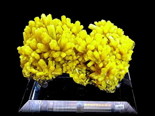 specimen video