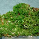 Pyromorphite - image 1