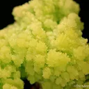 Pyromorphite - image 3