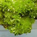 Pyromorphite - image 2