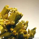 Pyromorphite - image 2