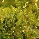 Pyromorphite - image 2