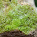 Pyromorphite - 217 grams - M'Fouati District, Bouenza Department, Congo - image 3