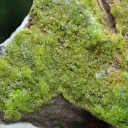 Pyromorphite - 217 grams - M'Fouati District, Bouenza Department, Congo - image 2