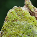 Pyromorphite - 217 grams - M'Fouati District, Bouenza Department, Congo - image 4