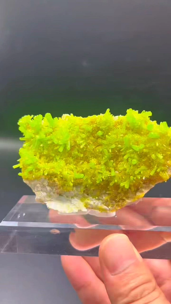 specimen video