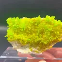 specimen video