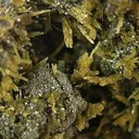 Pyromorphite - image 3