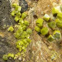 Pyromorphite - image 2
