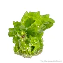 Pyromorphite - image 7