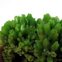 Pyromorphite - image 2