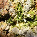 Pyromorphite - image 3