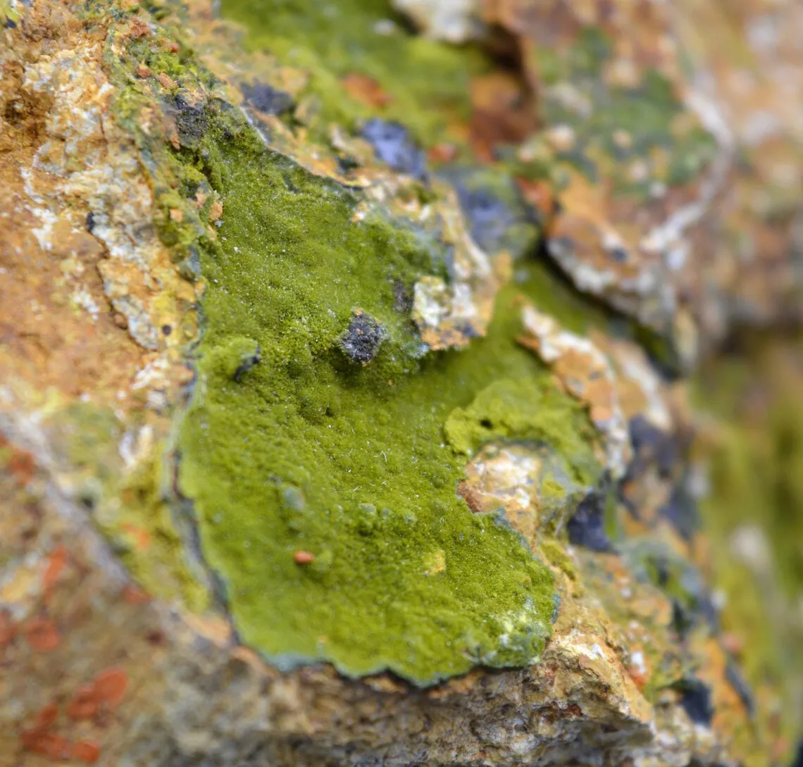 Pyromorphite 385 grams - Le Cantonnier vein, Nontron, Dordogne, France - image 4