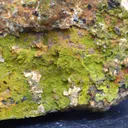 Pyromorphite 385 grams - Le Cantonnier vein, Nontron, Dordogne, France - image 3