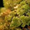 Pyromorphite - image 2