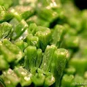 Pyromorphite - image 2