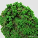 Pyromorphite - image 2