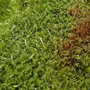 Pyromorphite - image 2