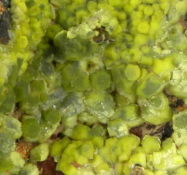 Pyromorphite image