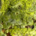 Pyromorphite - image 1