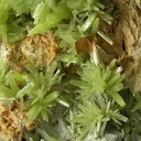 Pyromorphite - image 2