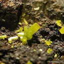 Pyromorphite - image 2