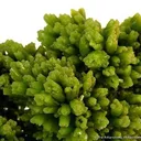 Pyromorphite - image 2
