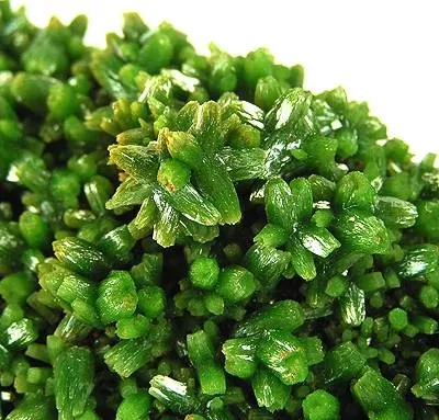 Pyromorphite - image 2