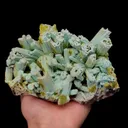 specimen video