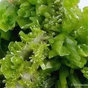 Pyromorphite - image 5