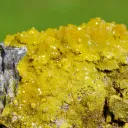 Pyromorphite 75 grams - M'Fouati District, Bouenza Department, Congo - image 5