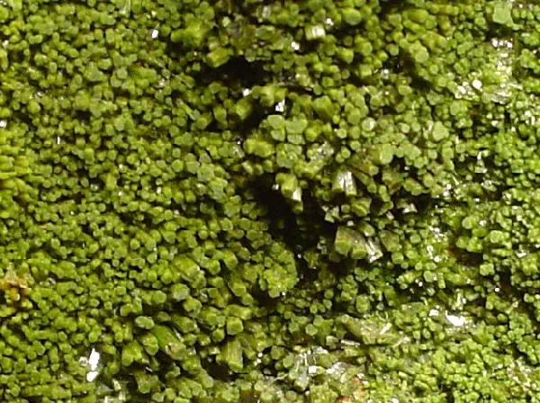 Pyromorphite - image 2