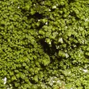 Pyromorphite - image 2