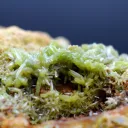 Pyromorphite 784 grams - Steinbach, Cernay, Haut-Rhin, Grand Est, France - image 4