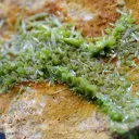 Pyromorphite 784 grams - Steinbach, Cernay, Haut-Rhin, Grand Est, France - image 1