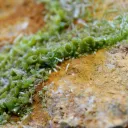 Pyromorphite 784 grams - Steinbach, Cernay, Haut-Rhin, Grand Est, France - image 3