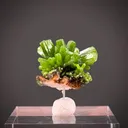 Pyromorphite - image 2