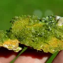 Pyromorphite 83 grams - Le Rossignol Mine, Chaillac Mines, Chaillac, Le Blanc, Indre, France - image 6