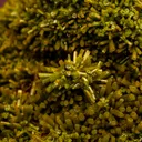 Pyromorphite - image 2