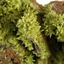Pyromorphite - image 3
