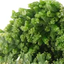 Pyromorphite - image 2