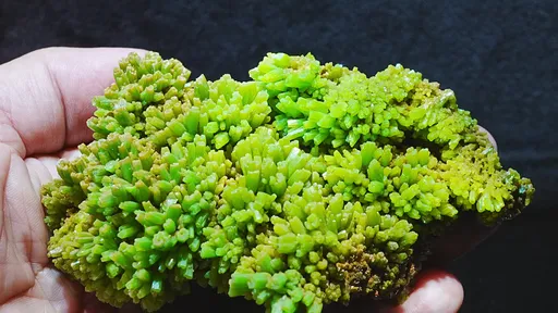 specimen video
