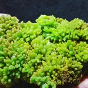 specimen video