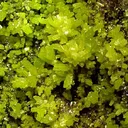 Pyromorphite - image 2