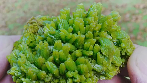 specimen video